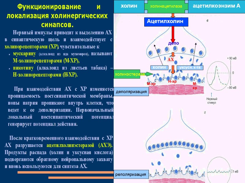 холин ацетилкоэнзим А холинацетилаза Ацетилхолин  депо М-хр М-хр Н-хр    